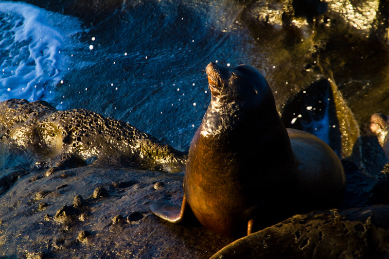 California Sea Lion